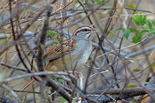 Cinnamon-tailed Sparrow (Peucaea sumichrasti), photo 10