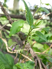 Solanum dulcamara