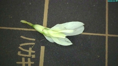 Trifolium repens
