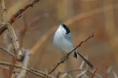 White-Lored Gnatcatcher photo 3