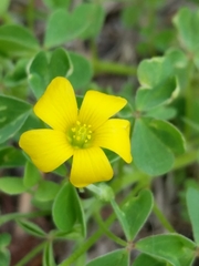 Oxalis