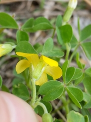 Oxalis