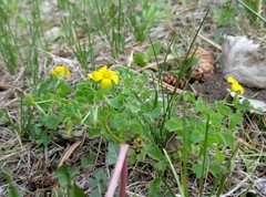 Oxalis