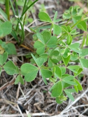 Oxalis
