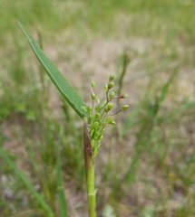 Dichanthelium oligosanthes