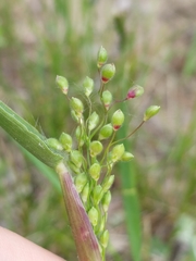 Dichanthelium oligosanthes