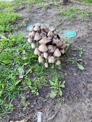 Coprinopsis variegata