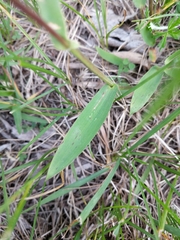 Dichanthelium oligosanthes
