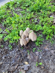 Coprinopsis variegata