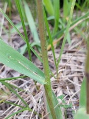 Dichanthelium oligosanthes