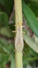 Isoperla