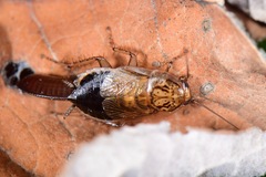 Latiblattella tarasca