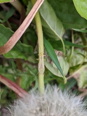 Isoperla