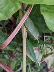 Isoperla