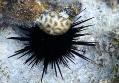 Echinothrix