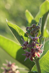Asclepias speciosa