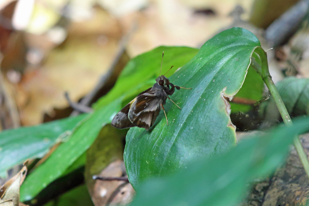 Lychnuchoides saptine