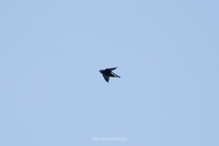 Hirundapus giganteus