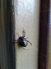 Theridiidae
