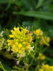 Toxomerus marginatus