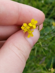Barbarea