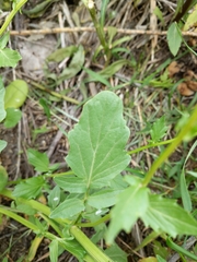 Barbarea