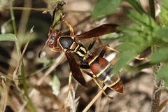 Polistes dorsalis dorsalis
