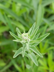 Angiospermae