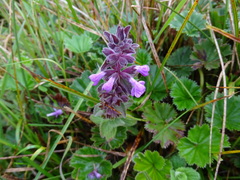 Stachys elliptica