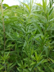 Angiospermae