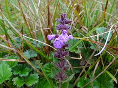 Stachys elliptica