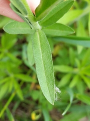 Angiospermae