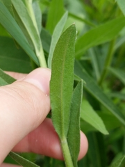 Angiospermae
