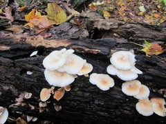 Clitocybe americana