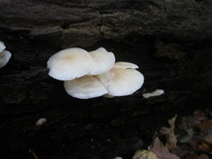 Clitocybe americana