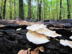 Clitocybe americana