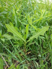 Cichorieae