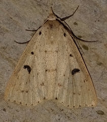 Scolecocampinae