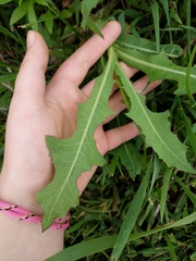 Cichorieae