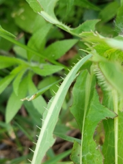 Cichorieae