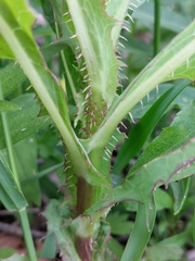 Cichorieae