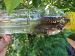 Lissotriton lantzi