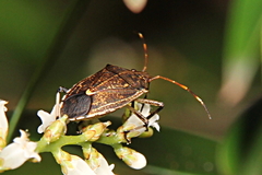 Oncocoris geniculatus