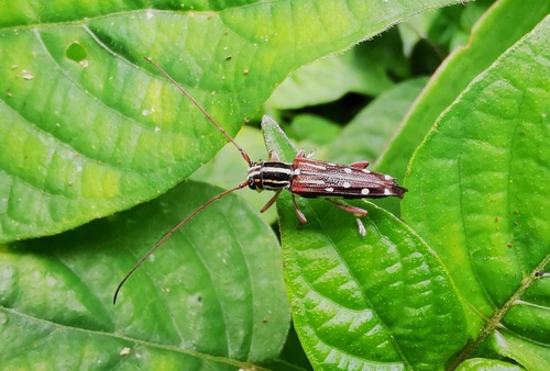 Glenea diverselineata, 2022-06-05