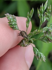 Pentatomoidea