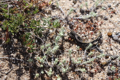 Stylocline gnaphaloides