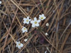 Leptosiphon breviculus