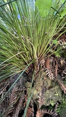 Juncus effusus pacificus