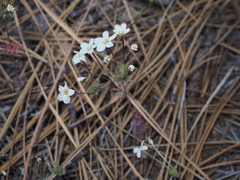 Leptosiphon breviculus