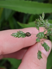 Pentatomoidea